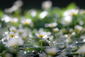 夏の始まり☆梅花藻 | GANREF