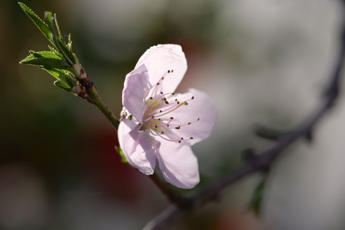 春の花霞☆ | GANREF