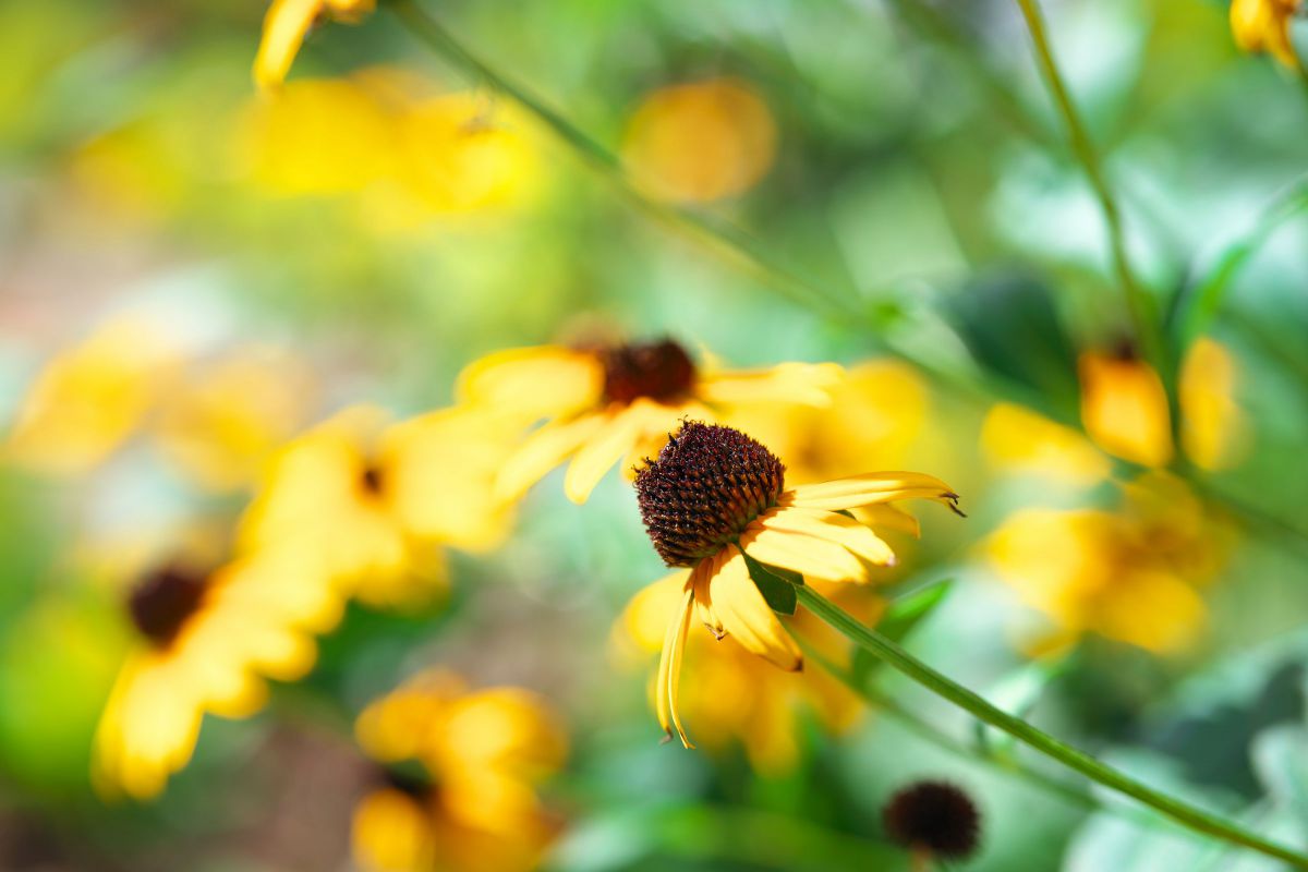 Sunny Yellow | GANREF
