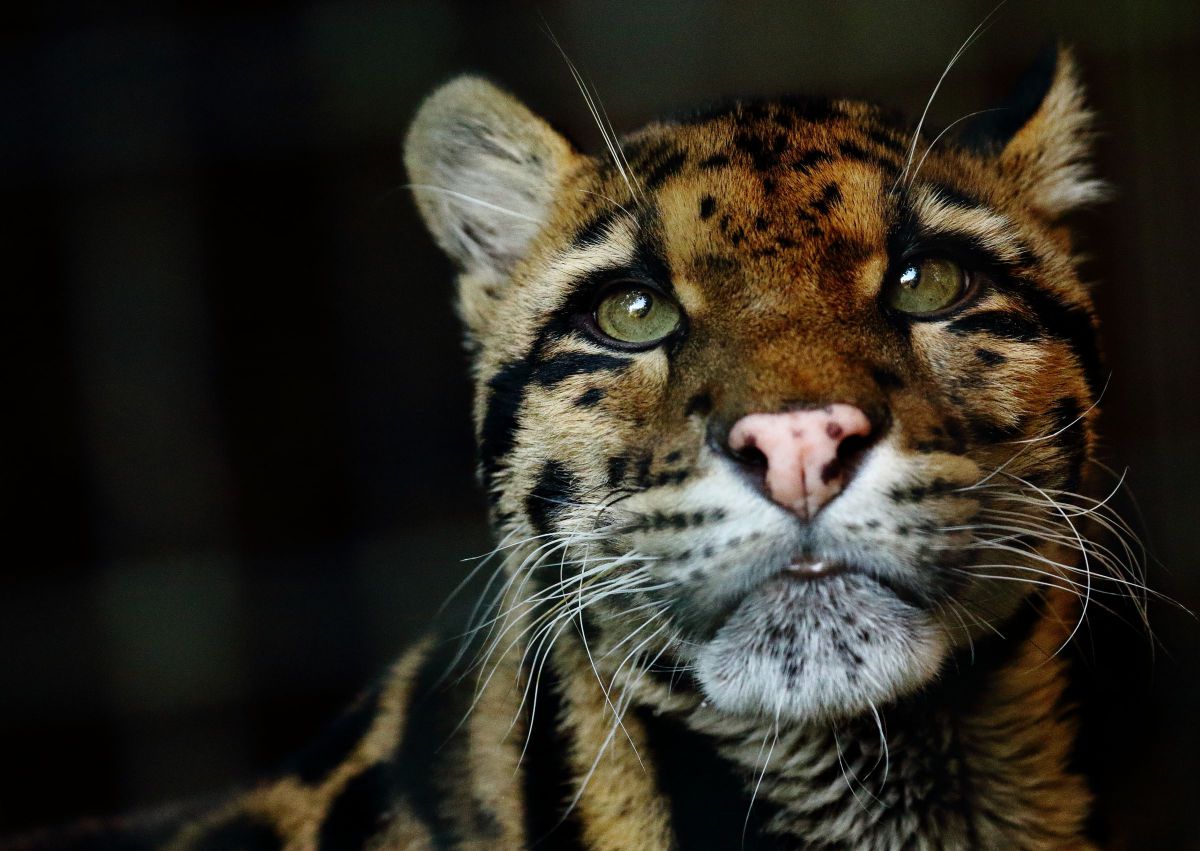 キミの名は 動物 猫 Ganref キミの名は 動物 猫 Ganref