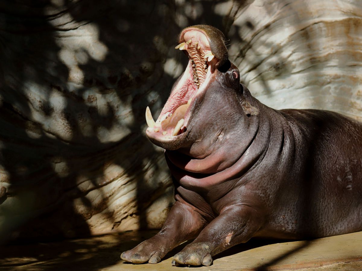 小さな大あくび 動物 その他の陸の生物 Ganref 小さな大あくび 動物 その他の陸の生物 Ganref