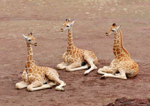 りすほっぺ 動物 小動物 Ganref