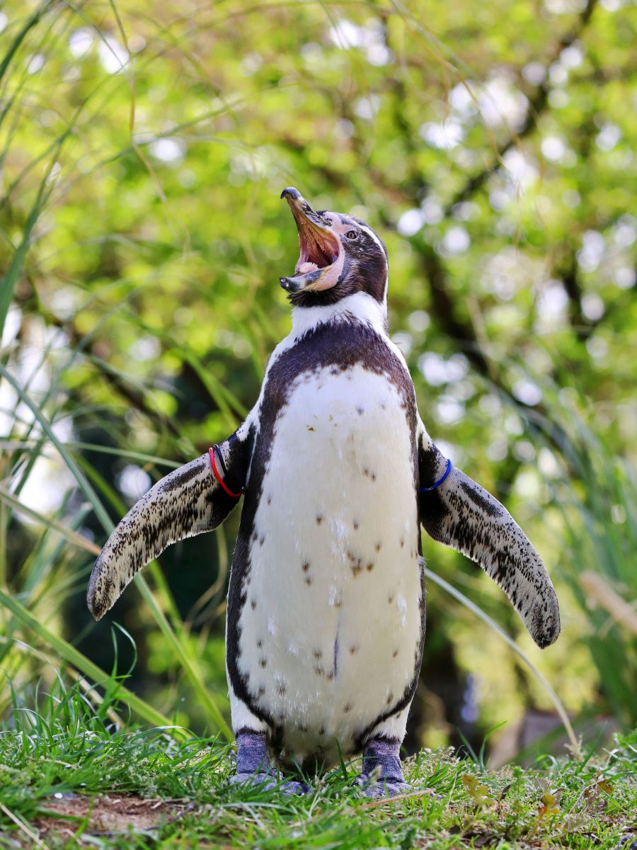 励声 動物 鳥類 Ganref