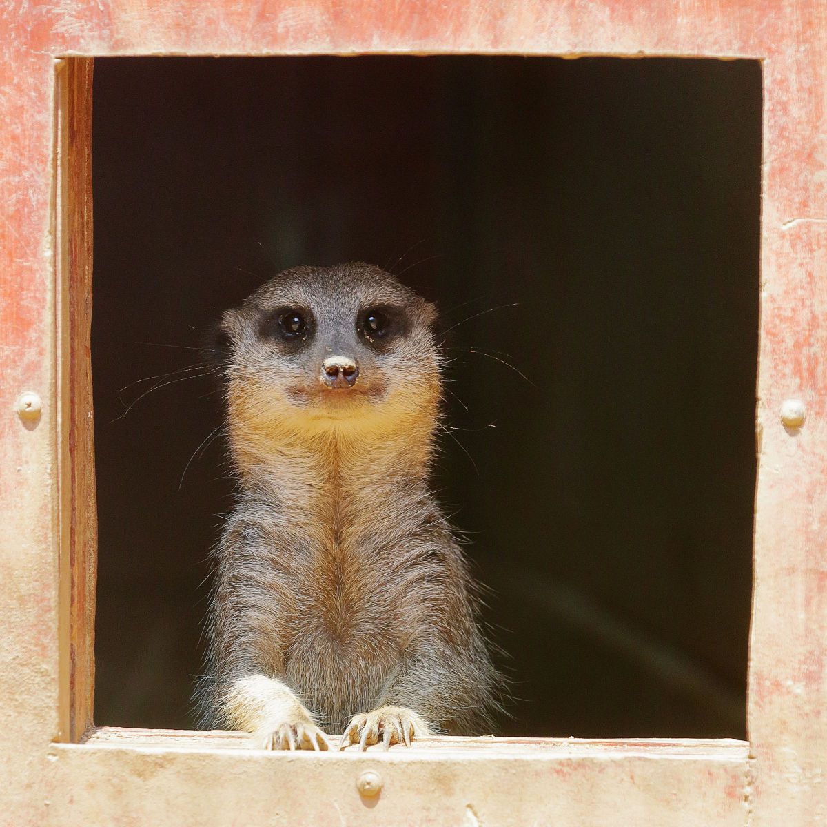 愛の小窓 動物 小動物 Ganref 愛の小窓 動物 小動物 Ganref