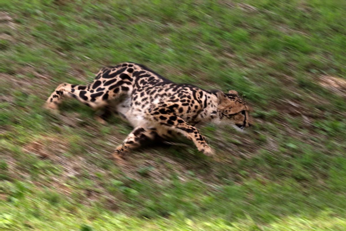 まっしぐら GANREF