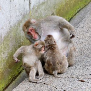 ドリル 動物 その他の陸の生物 Ganref