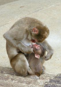 ドリル 動物 その他の陸の生物 Ganref