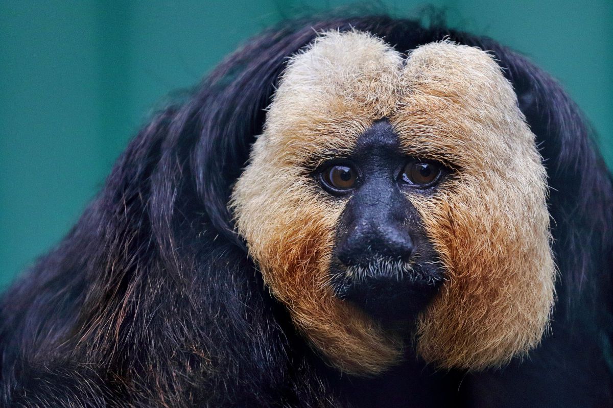 モップくん 動物 その他の陸の生物 Ganref