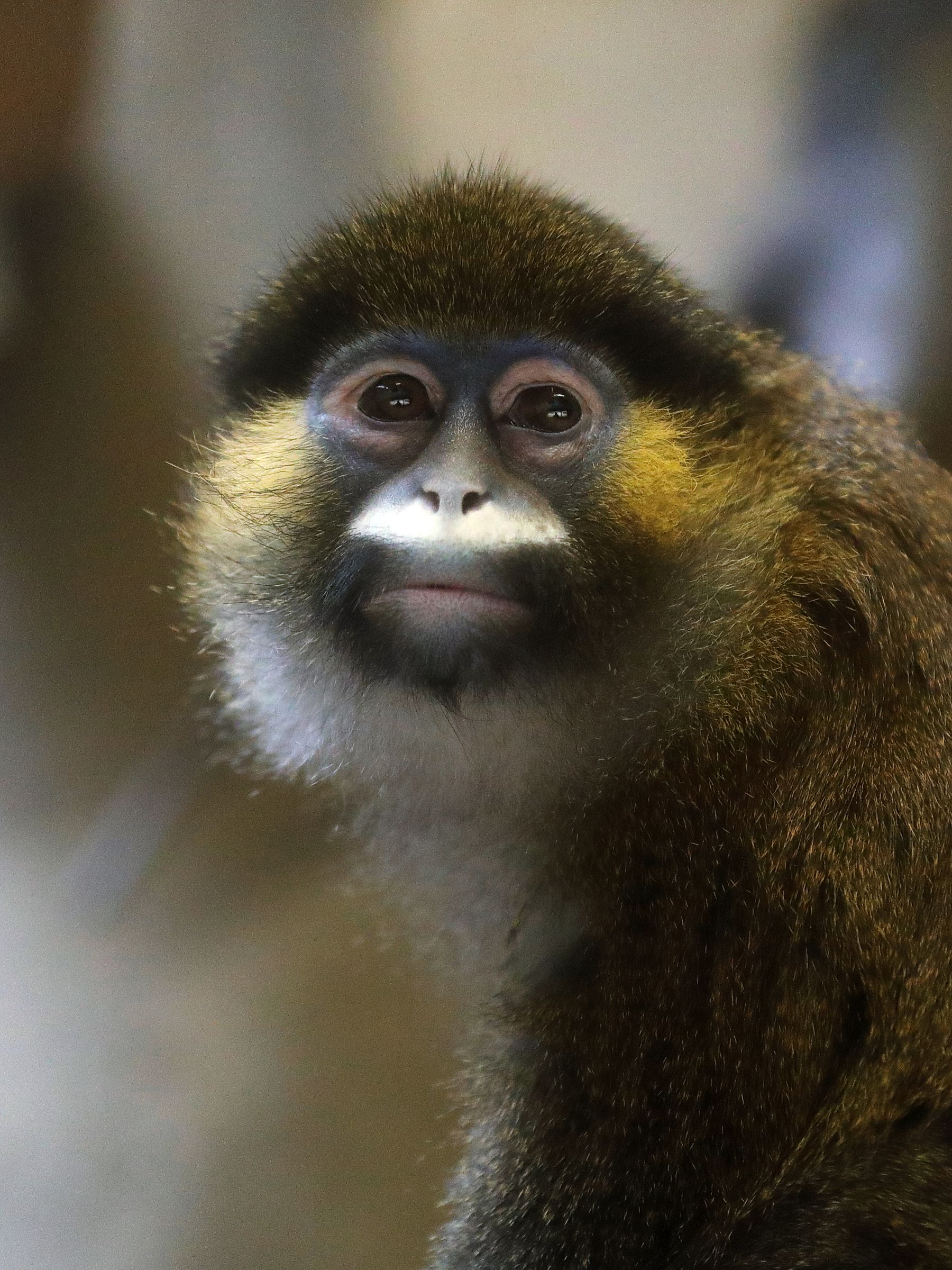 白いヒゲ | GANREF