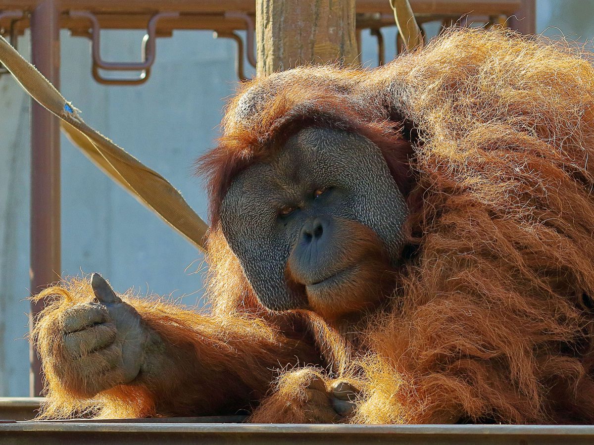 感動のサムズアップ 動物 その他の陸の生物 Ganref