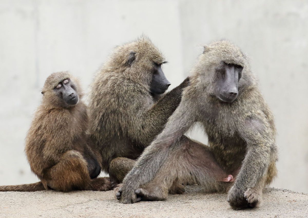 家族 動物 その他の陸の生物 Ganref