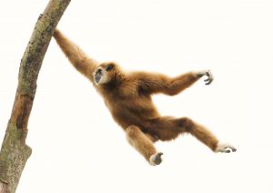 MDAwMDA0MzYzMQ_MC4yNTE3MzYwMCA