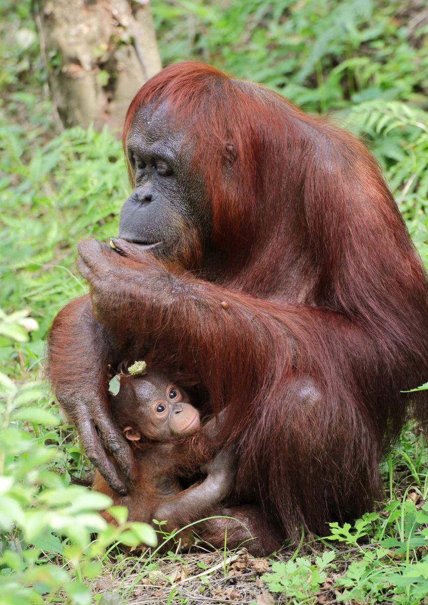 どんぐリボン Ganref