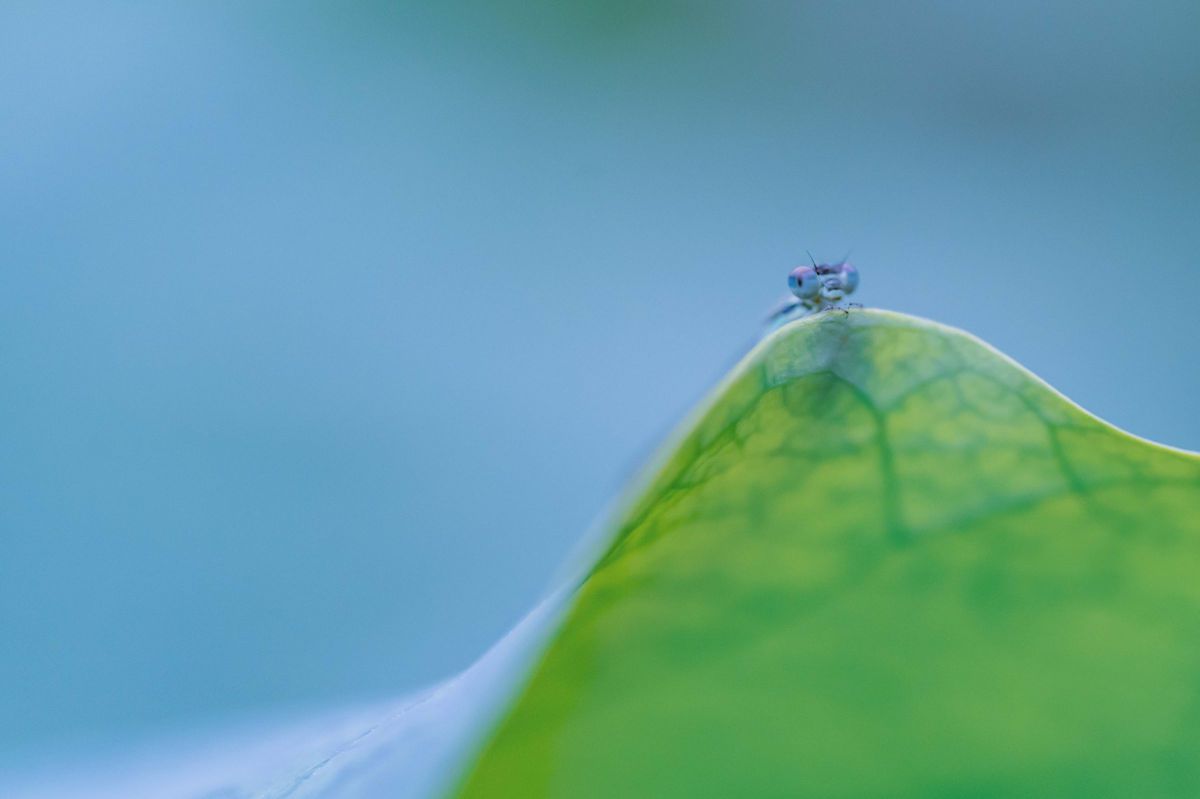 みずいろめがね 動物 虫 昆虫 Ganref