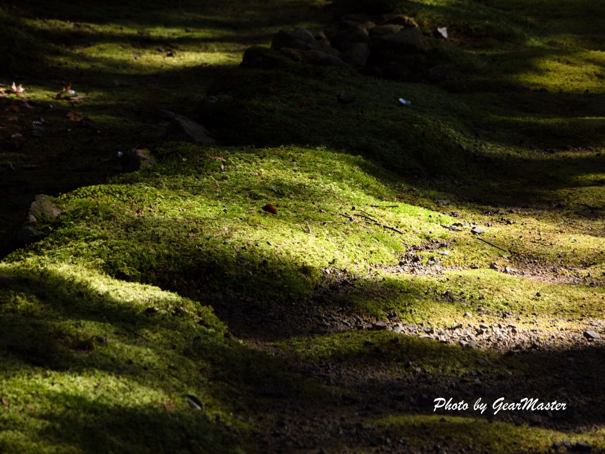 写真・グラフィック Arsenic 写真作例】コスパと写りに優れた単焦点レンズLEICA DG SUMMILUX 25mm