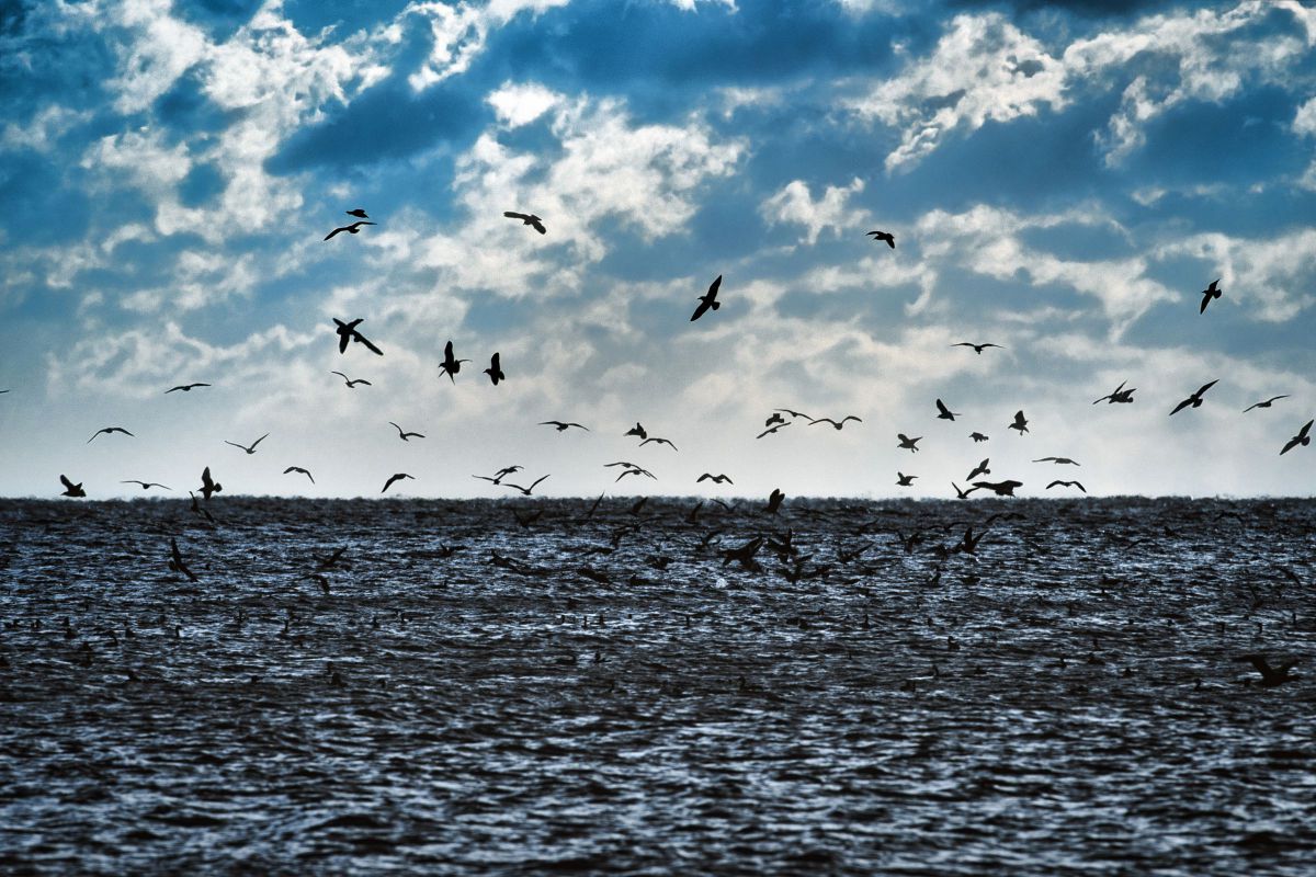 斑海模様 自然 風景 海 Ganref