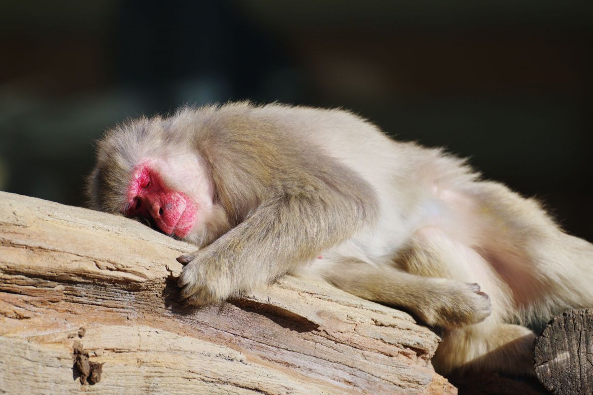眠いよ 動物 その他の陸の生物 Ganref