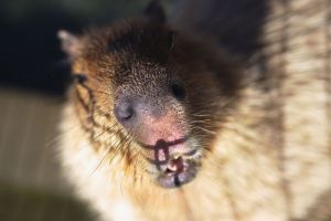 カピバラページ Loveloveカピバラ｜チャビマル公式サイト