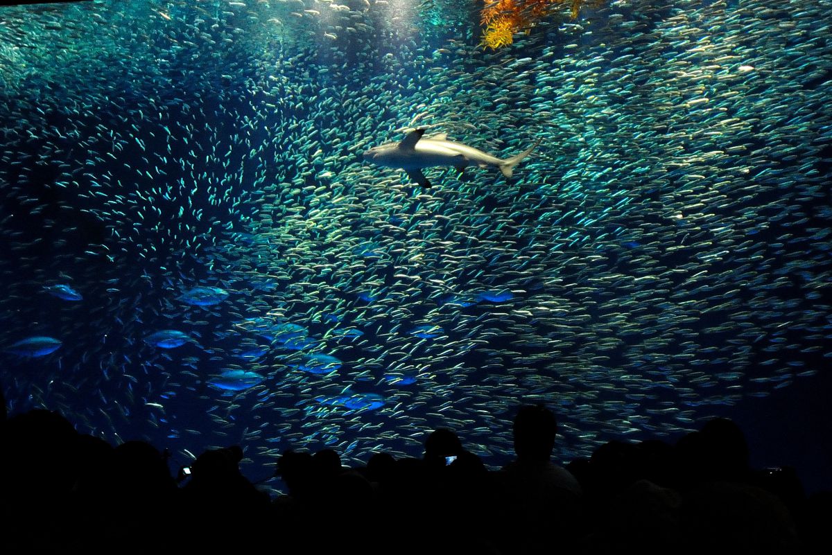 イワシとサメと青い魚 動物 魚類 Ganref