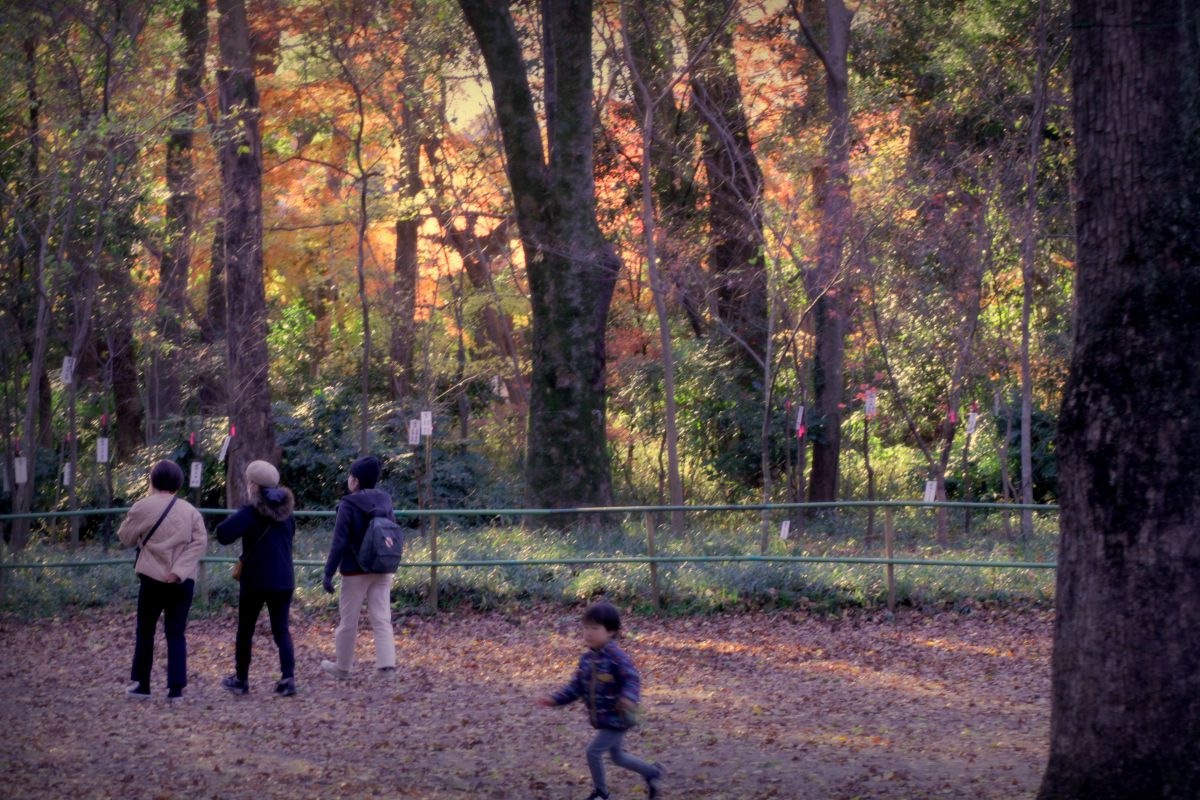 糺の森の妖精 GANREF