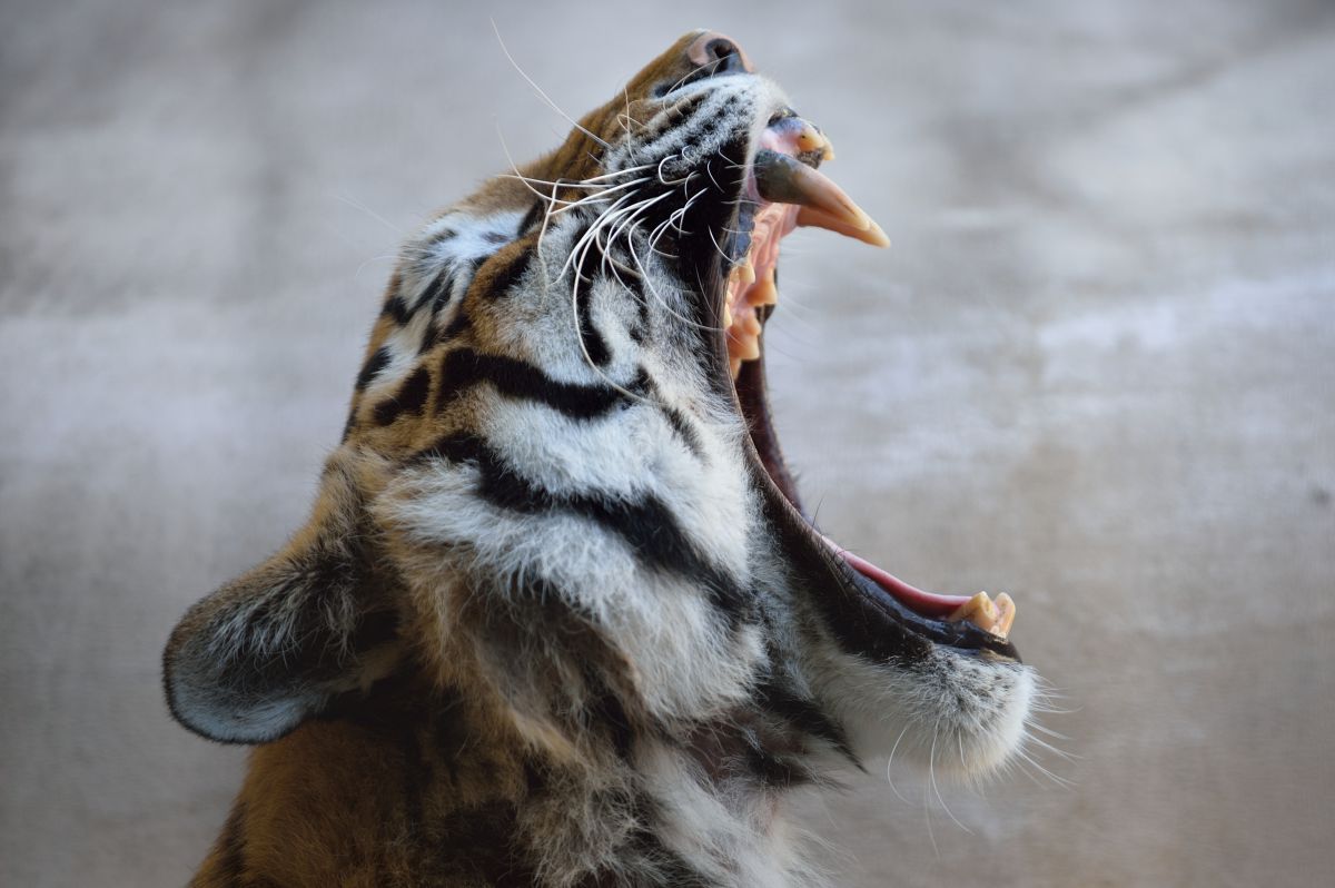 あ 退屈 動物 その他の陸の生物 Ganref