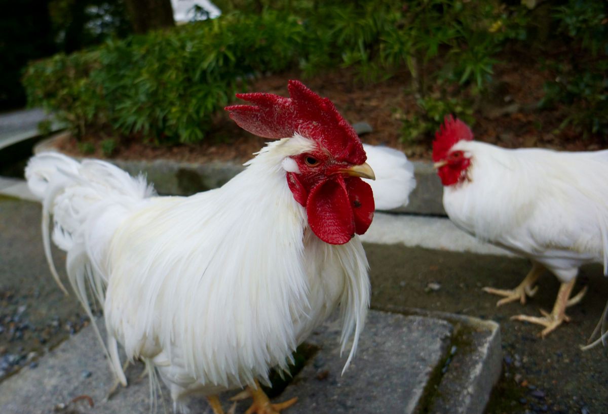 気高き鶏冠 動物 鳥類 Ganref