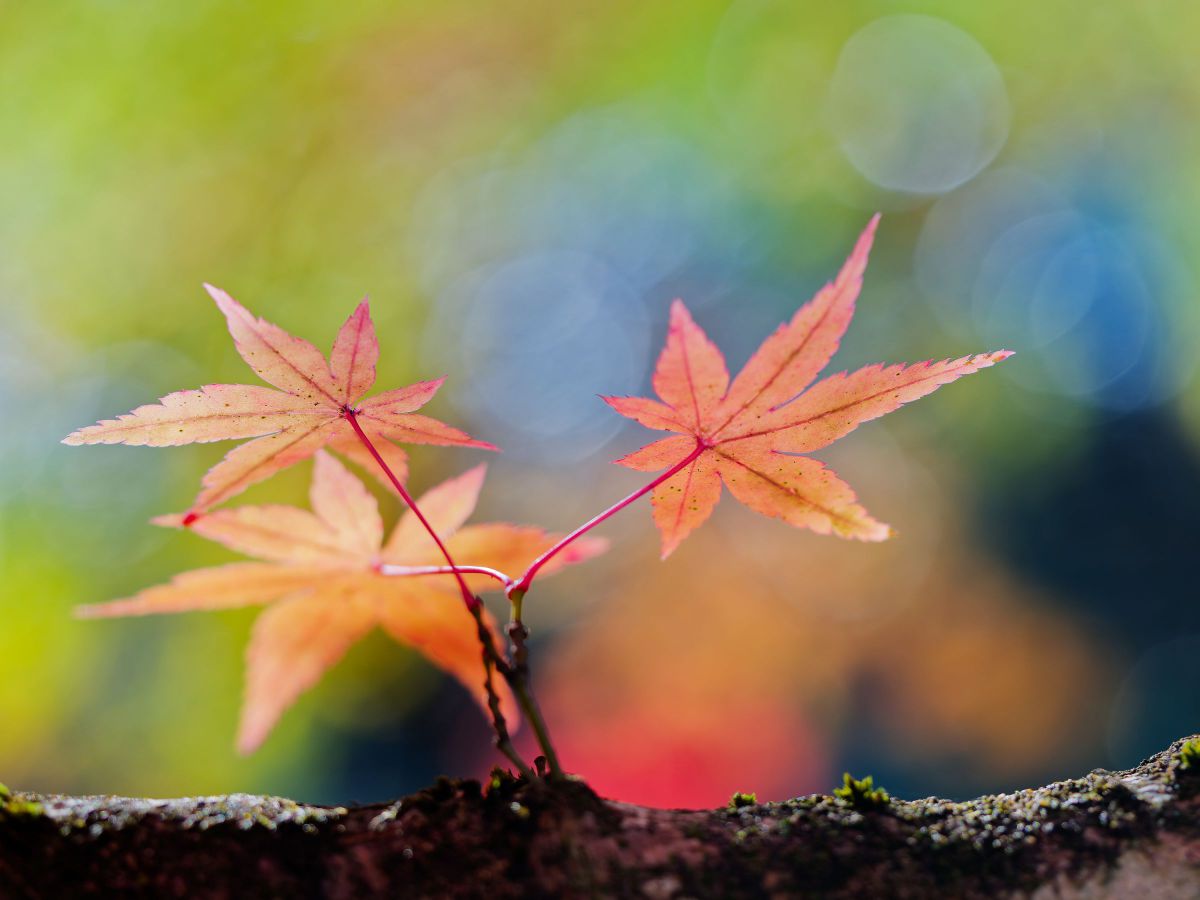 M.ZUIKO DIGITAL ED 60mm F2.8 Macroで撮影された写真 | 写真検索 | GANREF