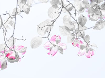 みんなが撮影した花水木（ハナミズキ）の写真 | GANREF