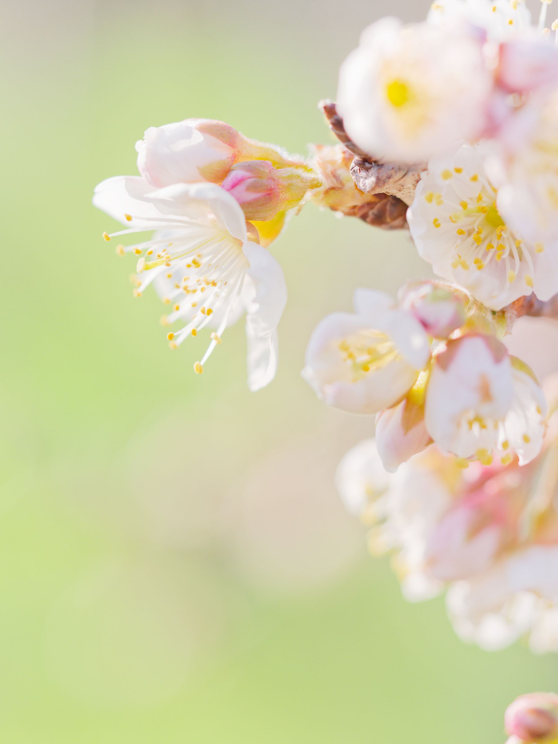 花とサクランボ さくらんぼの花 | GANREF