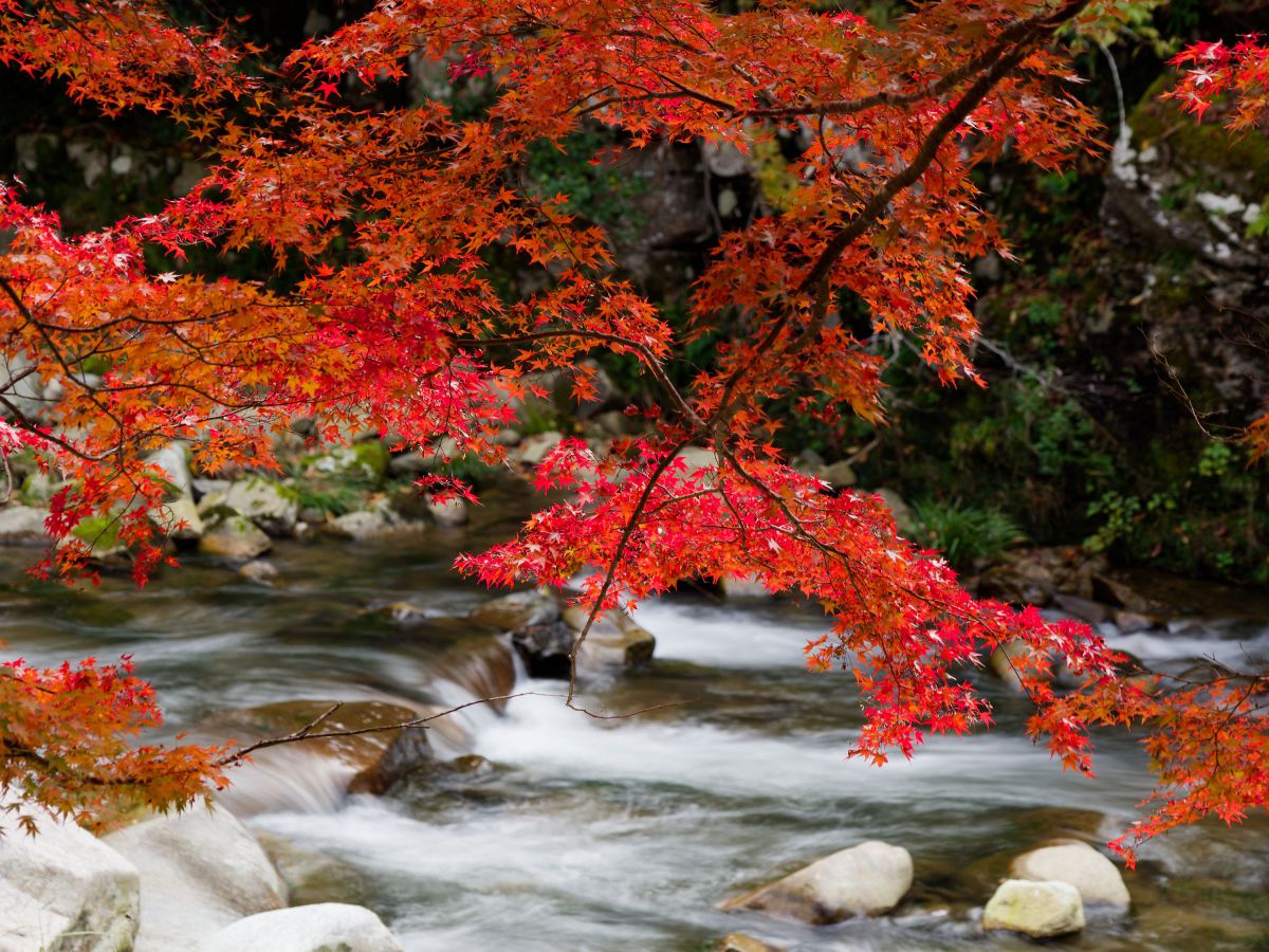 渓流の紅葉 | GANREF