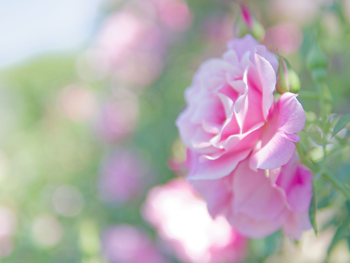 SIGMA 30mm F1.4 DC DN | Contemporaryで撮影された写真 | 写真検索
