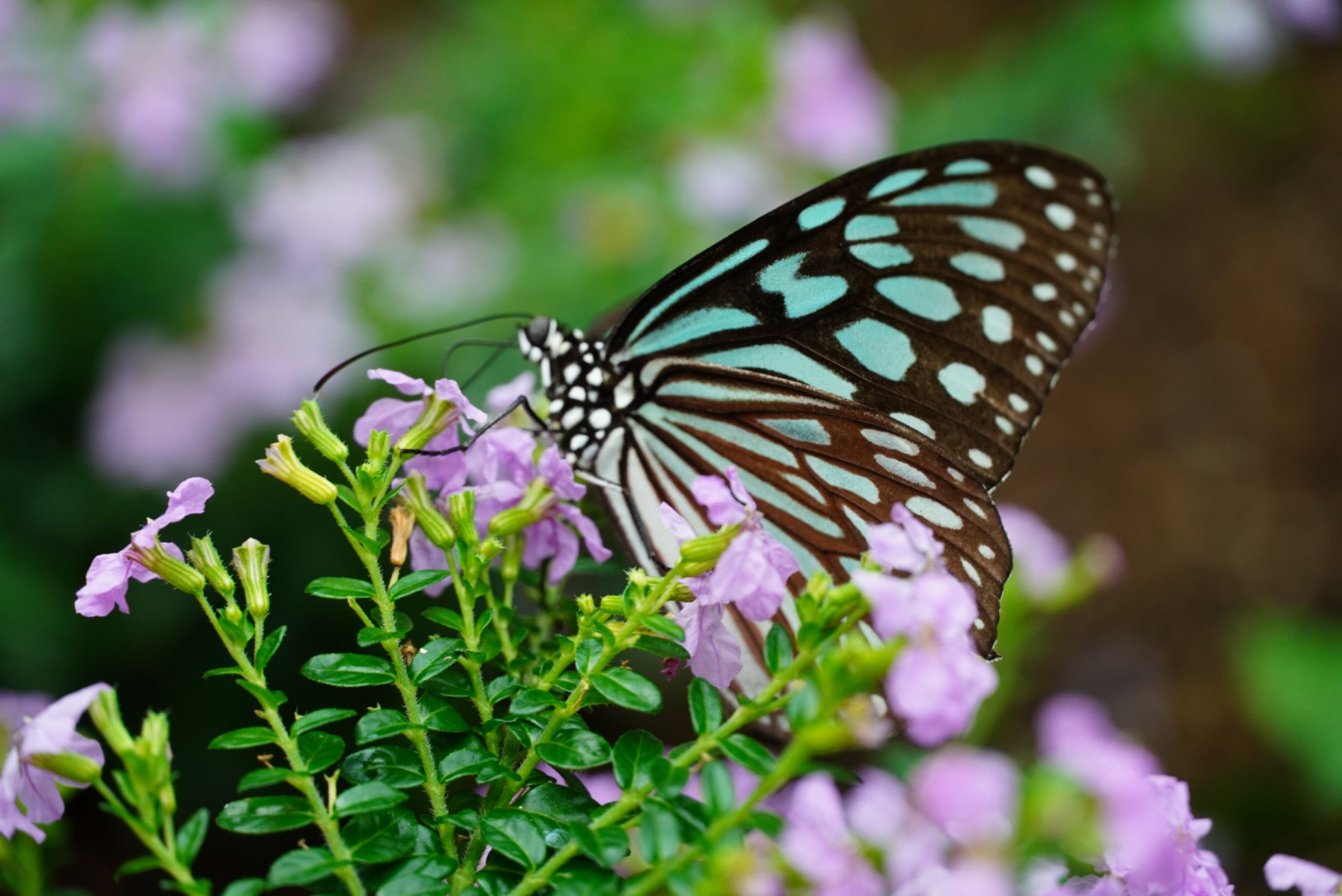ハスの蕾 淡い緑色とピンク色 ハスの蕾 淡い緑色とピンク色 蓮の花観てきました！②【