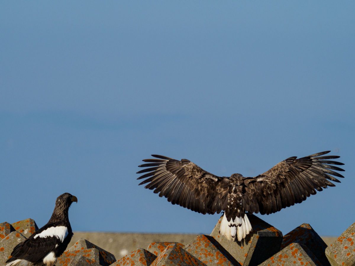 わしの背中 ええやろ 動物 鳥類 Ganref わしの背中 ええやろ 動物 鳥類 Ganref