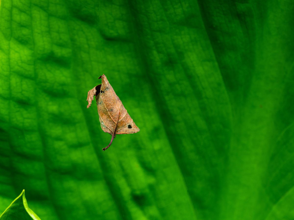 夏枯れ葉 植物 草 葉 芽 Ganref