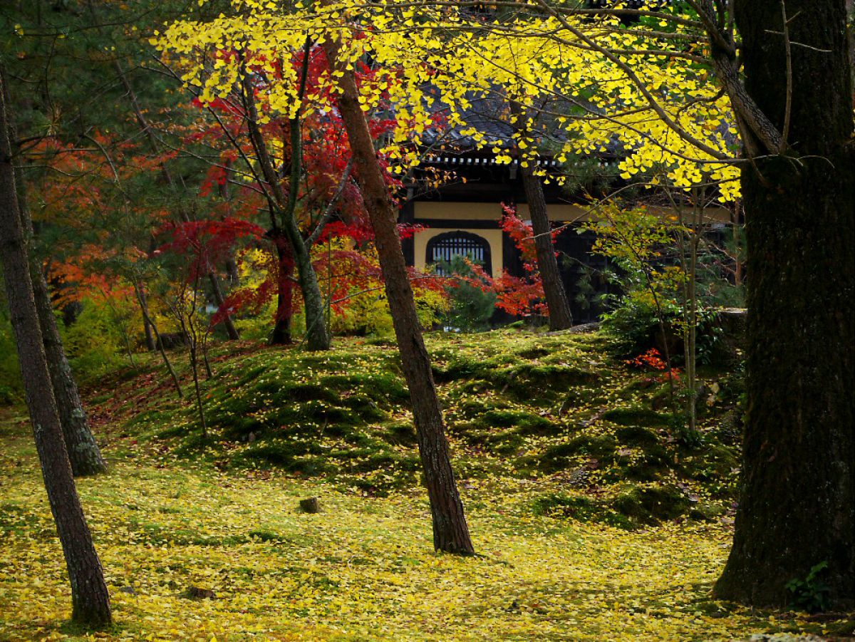 心安らぐ秋色との出会い 自然 風景 その他 Ganref