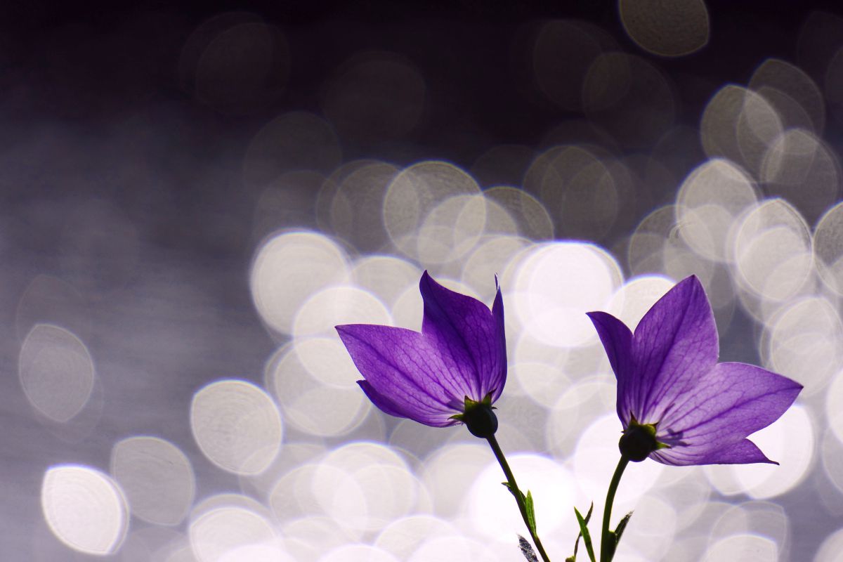E 55-210mm F4.5-6.3 OSSで撮影された写真 | 写真検索 | GANREF