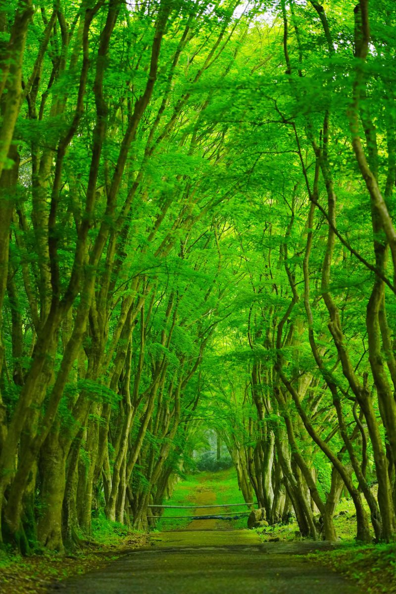 緑の国へ 植物 樹木 Ganref