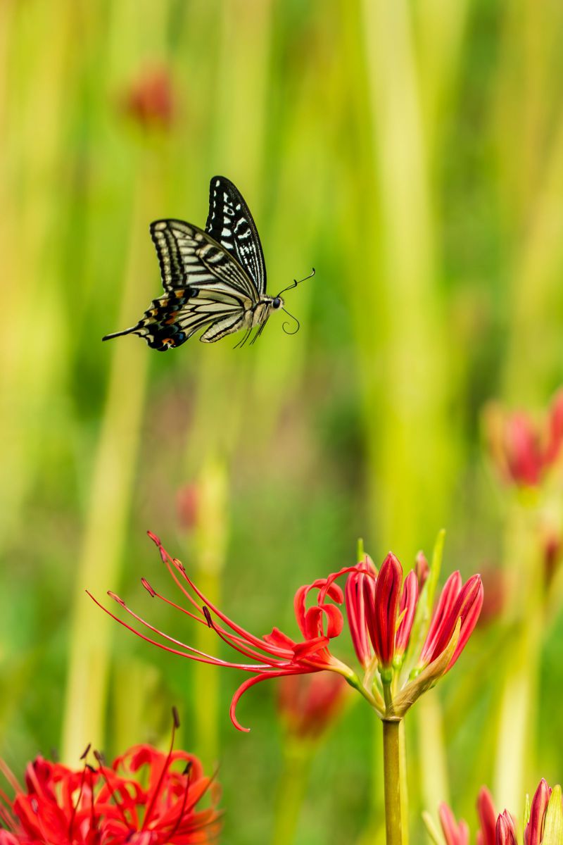 彼岸花屏風 | GANREF