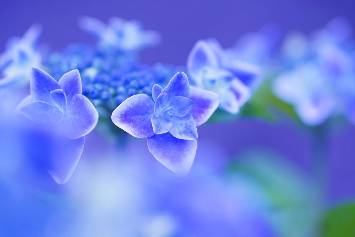 コンペイトウブルー 植物 花 花びら Ganref