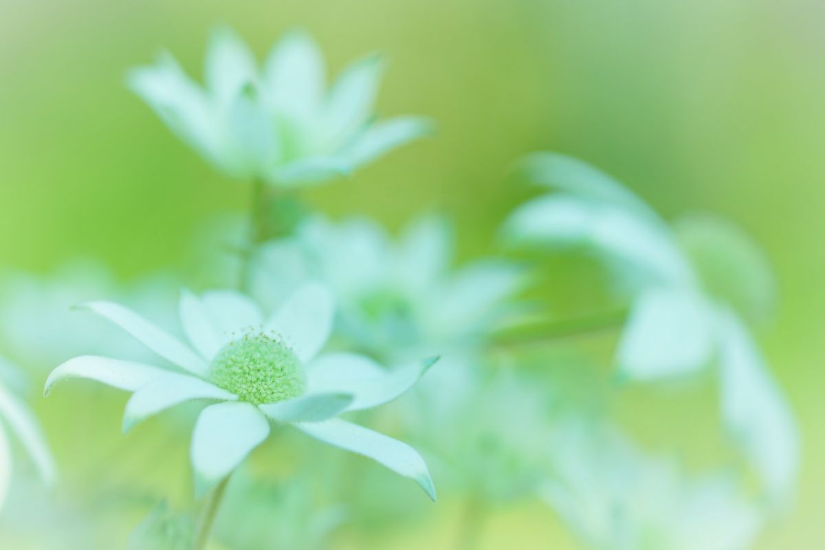 天使のウインク 植物 花 花びら Ganref