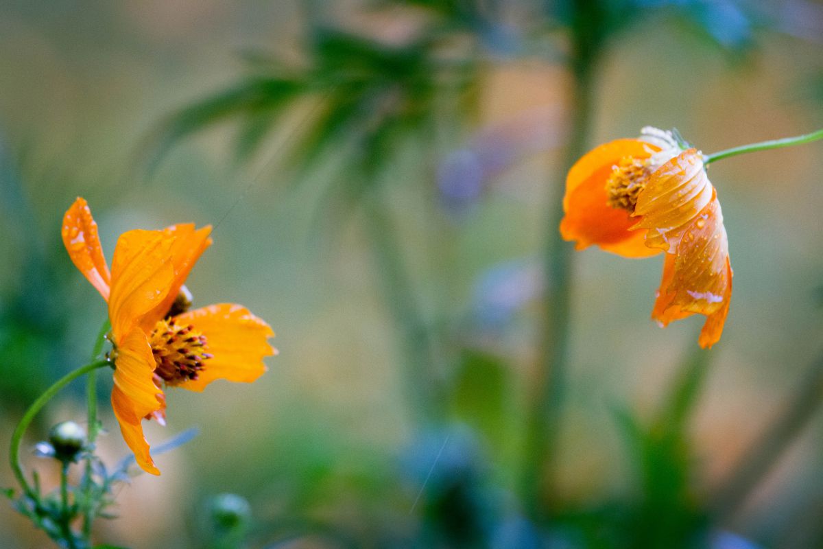 足りないところは補いあえばいいかな 植物 花 花びら Ganref