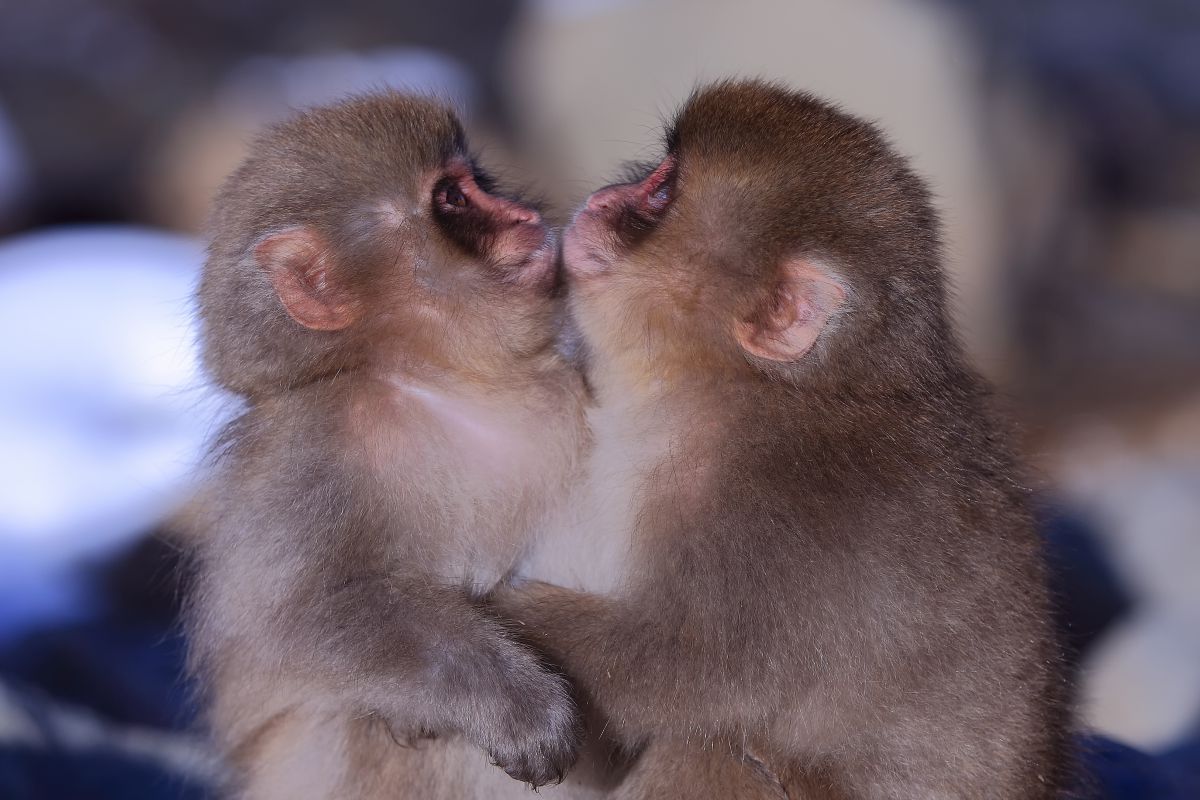 リトルロマンス 動物 小動物 Ganref