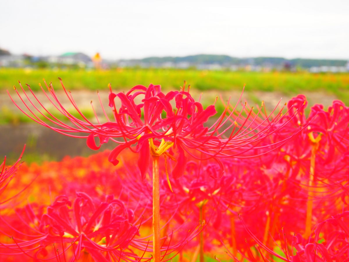 ひがん花が赤い布のように咲いている 植物 花 花びら Ganref