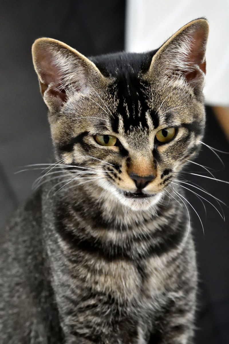 フッ ニヤリ なロッシ君 動物 猫 Ganref