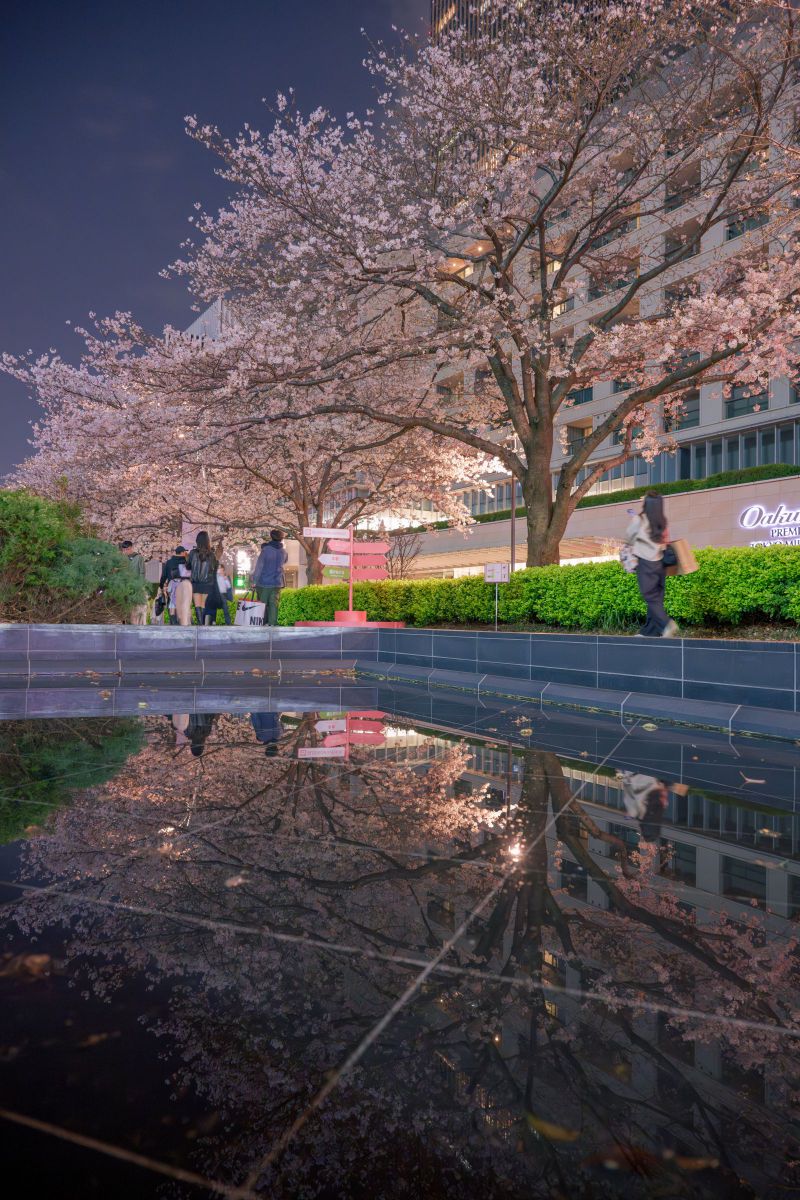 Reflection Sakura Night | GANREF