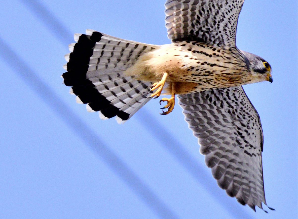 チョウゲンボウ 動物 鳥類 Ganref