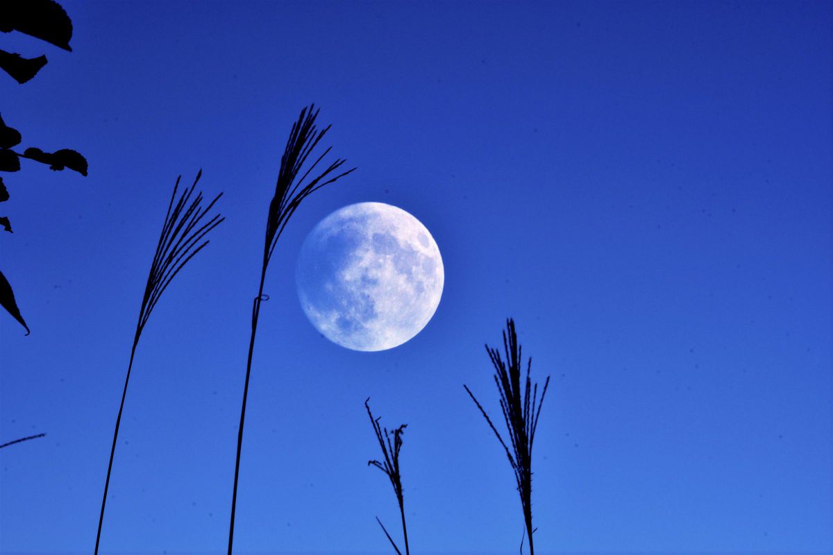 満月とススキ 植物 草 葉 芽 Ganref