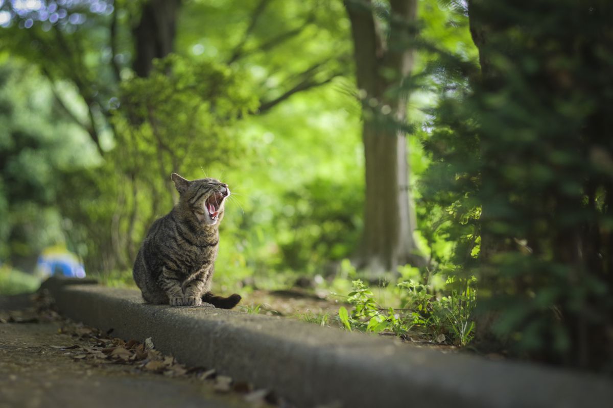 気持ちの良い朝 動物 猫 Ganref