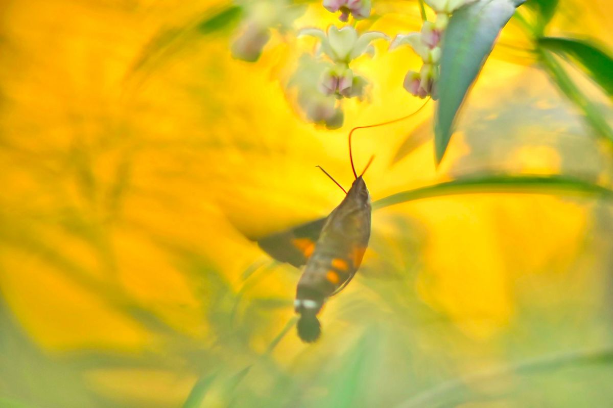 風船唐綿と星蜂雀蛾 動物 虫 昆虫 Ganref