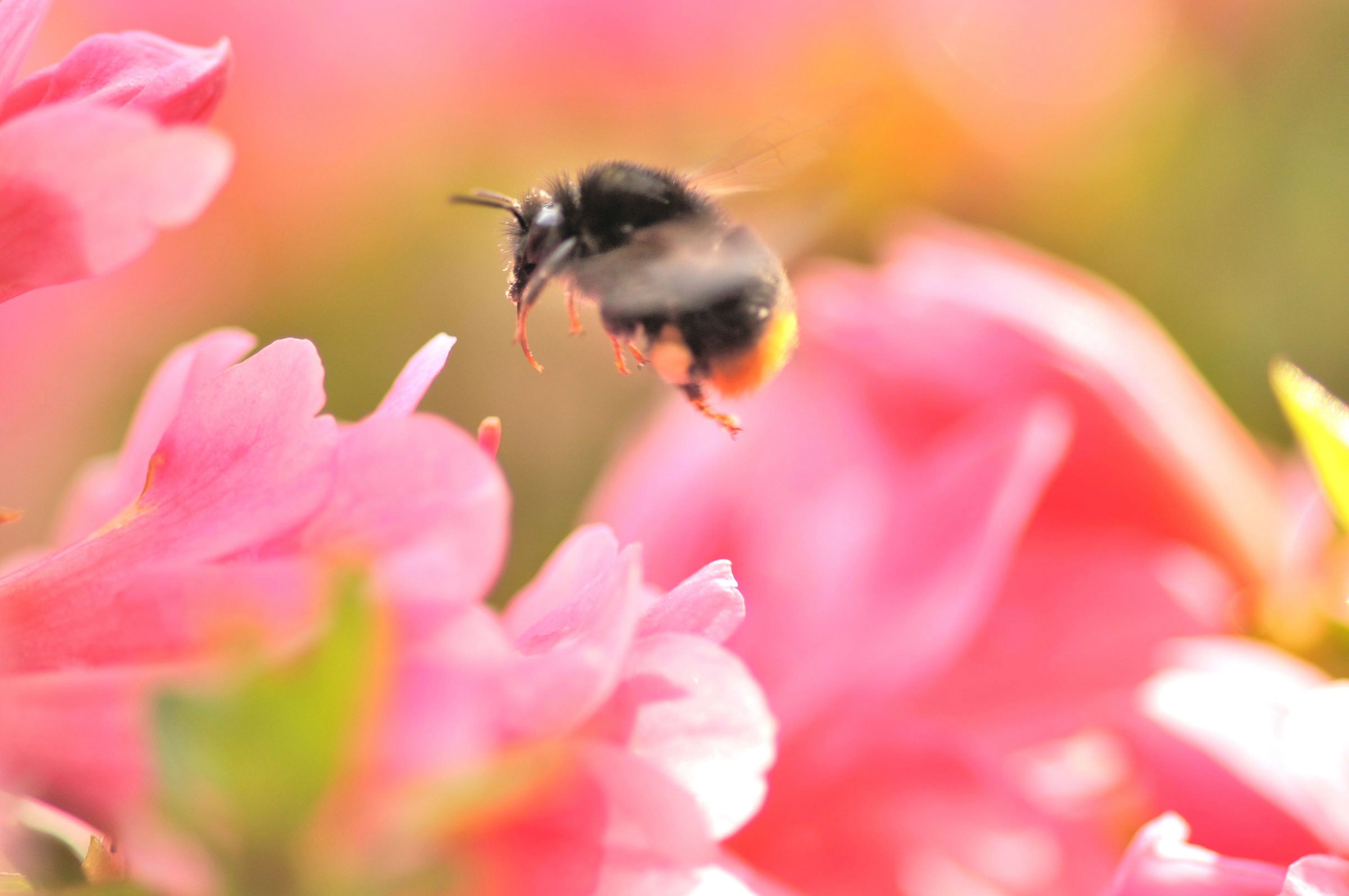 花とミツバチ?ブロッサムへ